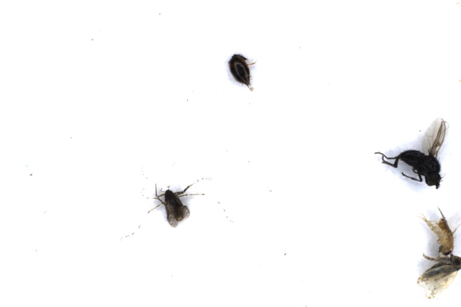 Image 38